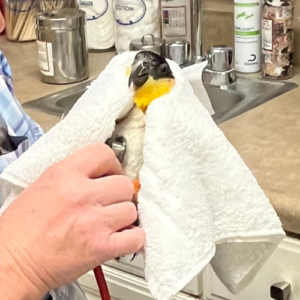 Image of Parrot