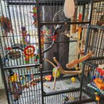 African Grey Cage Set-Up Example