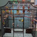 Budgie Cage Set-Up Example