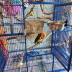 Caique Cage Set-Up Example
