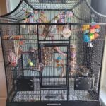 Cockatiel Cage Set-Up Example