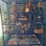 Conure Cage Set-Up Example