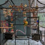 Lovebird Cage Set-Up Example