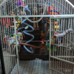 Macaw Cage Set-Up Example
