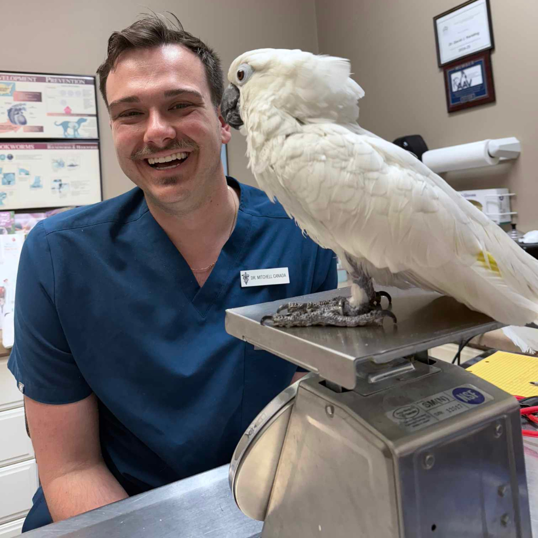 Image of Parrot