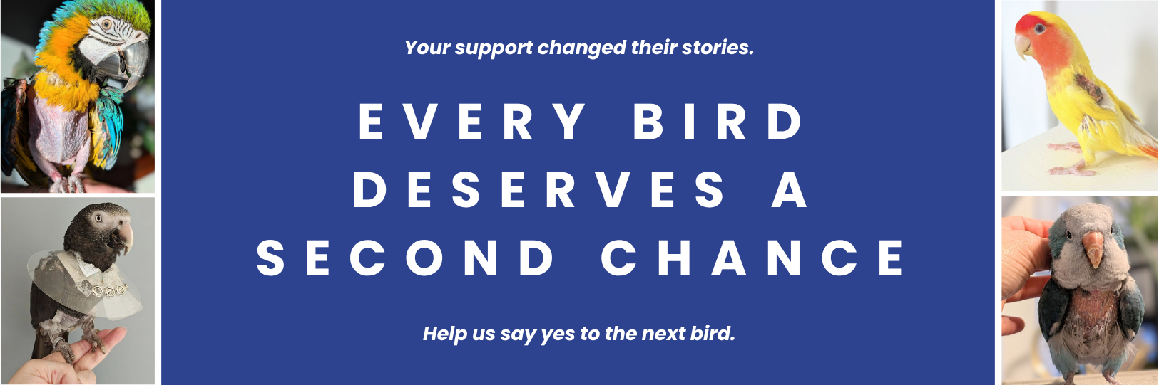 Every Bird Deserves a Second Chance - STAR Give STL Day banner